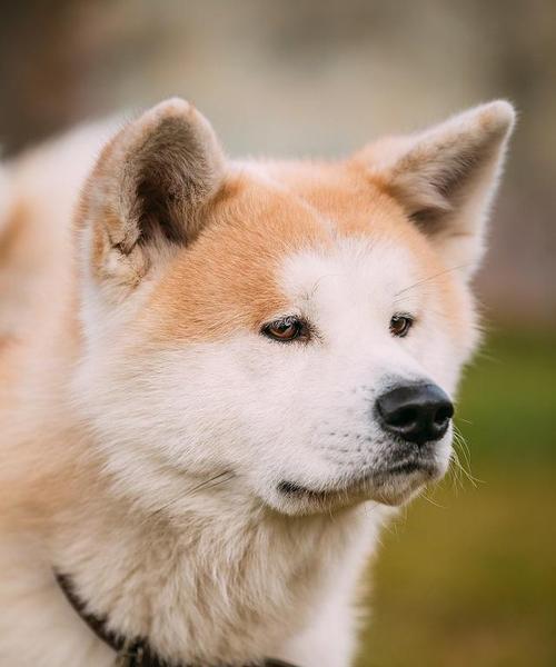 柴犬和秋田犬的区别有哪些（探秘柴犬和秋田犬的健康差异及营养价值）