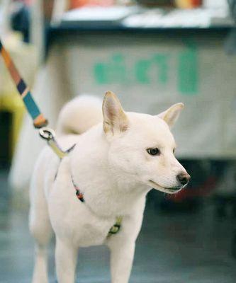 柴犬和秋田犬的区别有哪些（探秘柴犬和秋田犬的健康差异及营养价值）