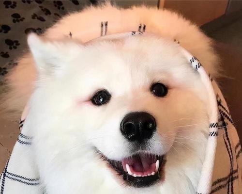 小萨摩耶怎么训练听话（培育乖巧可爱的小萨摩耶）