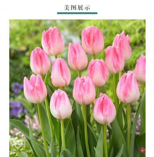 郁金香种子怎么种(郁金香种子常见问题解答)