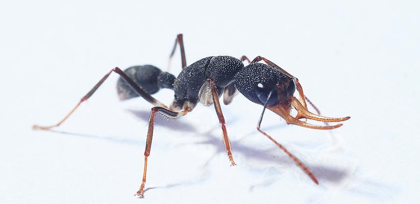 蚂蚁世界的多样性（探索蚂蚁界的奇妙多样性与特点）