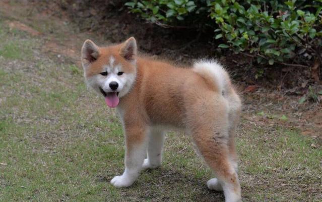 日本柴犬与秋田犬的差异(一探日本柴犬与秋田犬的独特之处)