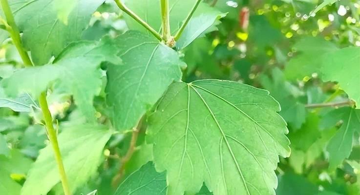 使用草木灰清洗油烟机的方法（环保清洁）