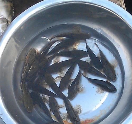 如何正确清洗麦穗油烟机（简单易行的清洗方法）