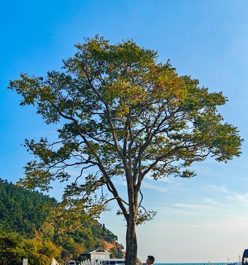 如何用手机拍出高级感风景照片？有哪些技巧？