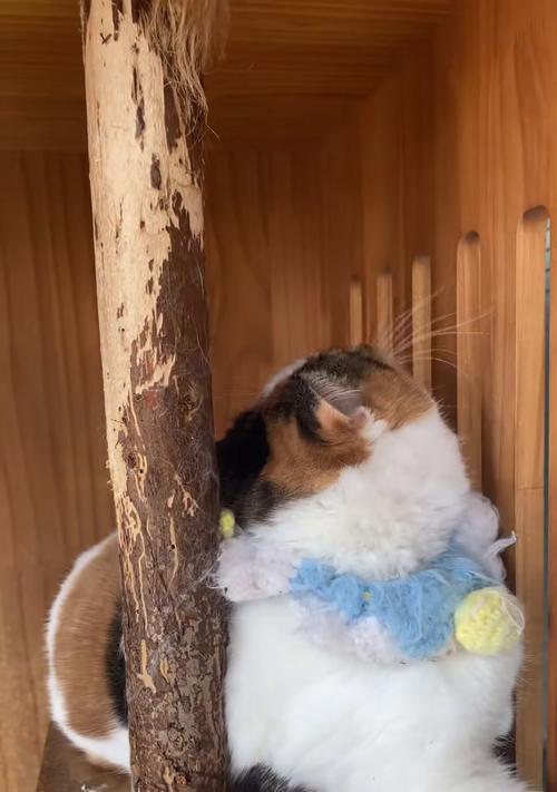 手机自拍猫猫时如何选择最佳角度和光线?