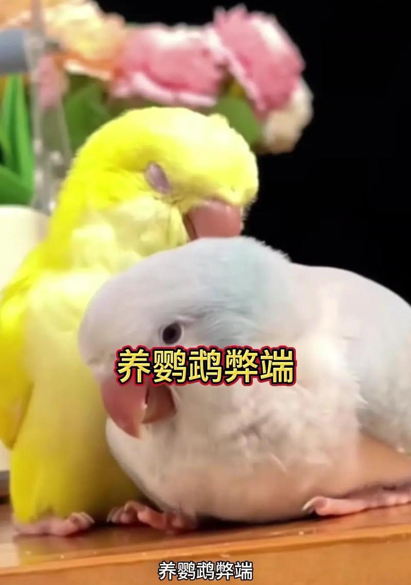 鹦鹉充电器噪音问题如何解决？