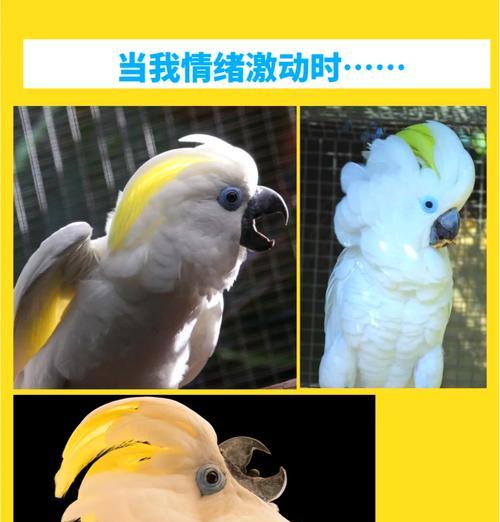 鹦鹉充电器噪音问题如何解决？